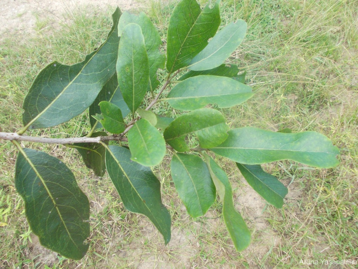 Diospyros melanoxylon Roxb.